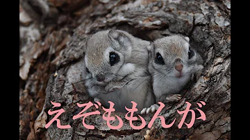 北海道かわいい動物たち Mp3