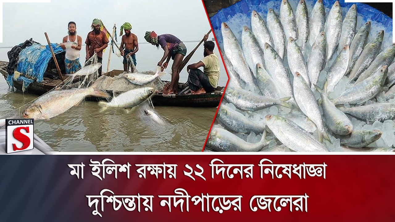 মা ইলিশ রক্ষায় ২২ দিনের নিষেধাজ্ঞা; দুশ্চিন্তায় নদীপাড়ের জেলেরা | Channel S News