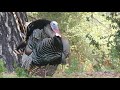 California quail and wild turkeys at Pinnacles campground