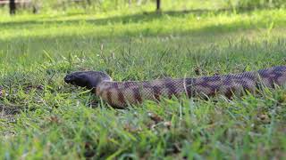 Have you seen a Black-headed python up close?