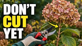 Stop Cutting Everything Back! 7 Plants to Leave This Fall