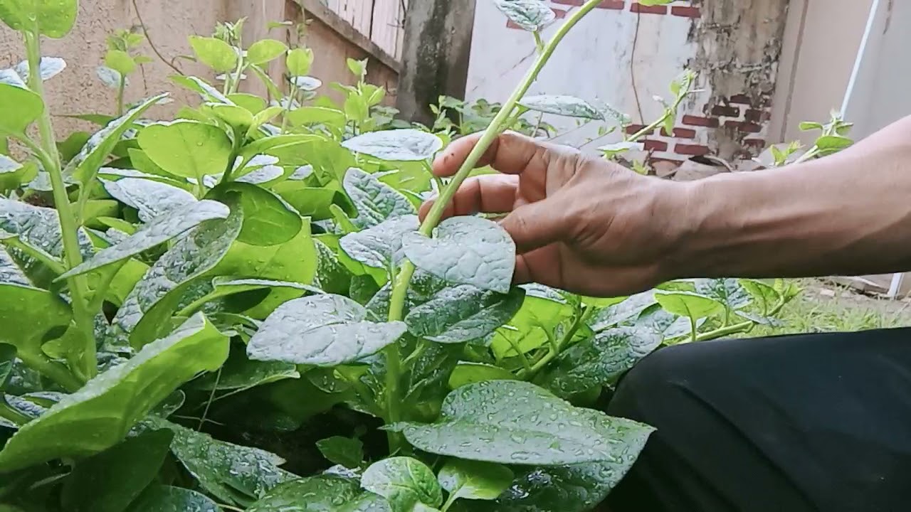 How to harvest Malabar Spinach (part II) YouTube
