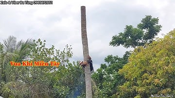Cách mà Vua Khỉ Miền Tây cưa cây Dừa cong nằm s.á.t vào vách nhà . Cutting coconut tree