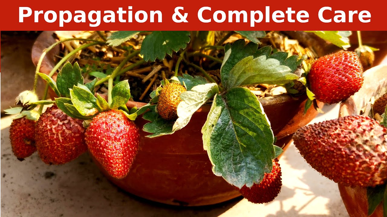 How to grow Strawberries at home | Propagation & Complete Care | Banani ...