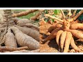 Comment faire pousser du manioc pour une récolte rapide et un rendement optimal?