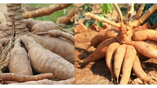 Comment faire pousser du manioc pour une récolte rapide et un rendement optimal?