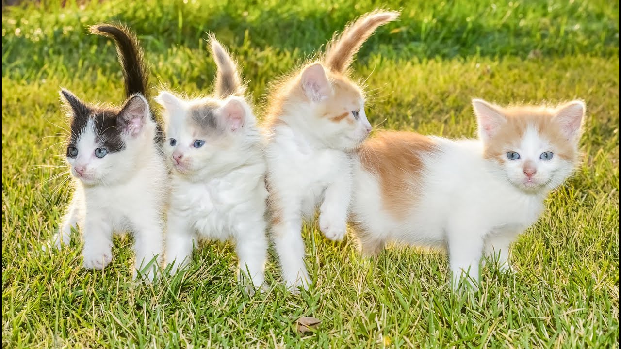 Kitten Plays on the Grass with Dog, Rabbit, Cow & Mouse – Cutest Meows ...