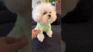 viral video All My Pets, One Big Hug#Caught with a Handful ofHappiness#Fluffy Squad Goals part 130