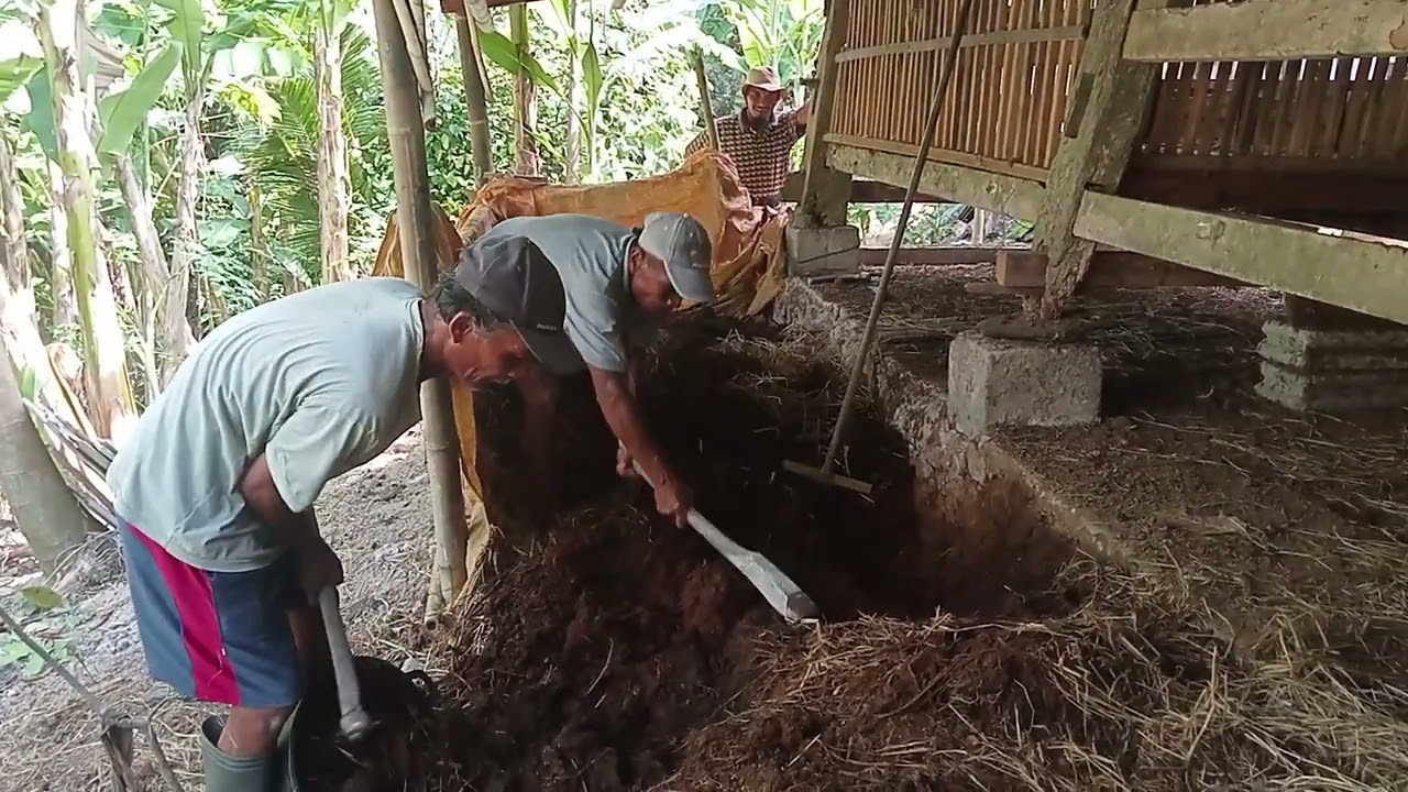 proses pembuatan pupuk padat berbahan dasar veses kambing dan sapi.