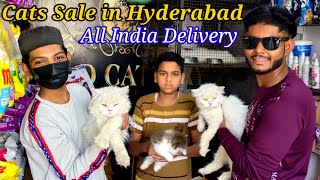 Persian Cats for Sale in Hyderabad | Cheapest Pet market in Hyderabad |Cat Shop | Haji Khan Vlogs