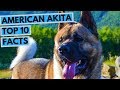 American Akita - TOP 10 Interesting Facts の動画、YouTube動画。