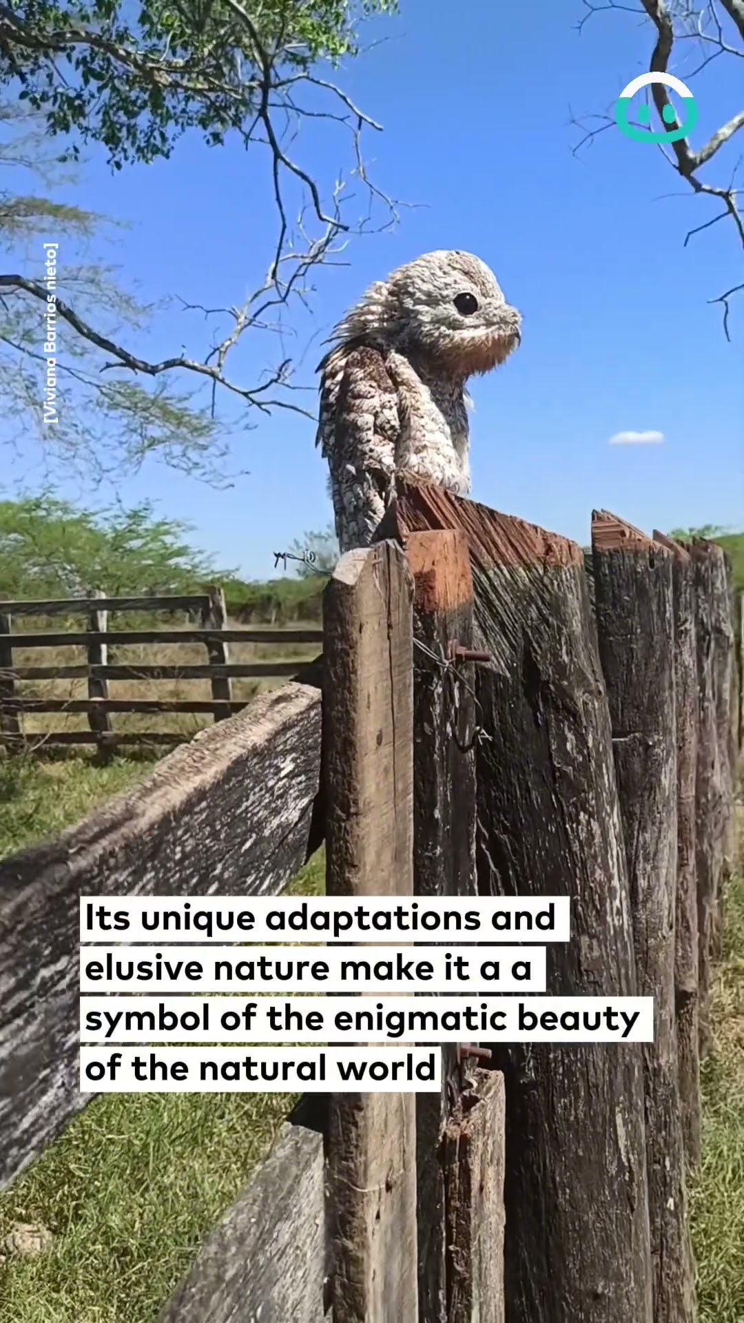 Ghost Bird Spotted After 15 Years || ViralHog