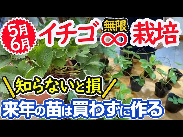 Strawberry Cultivation May–September] Challenge: Infinite