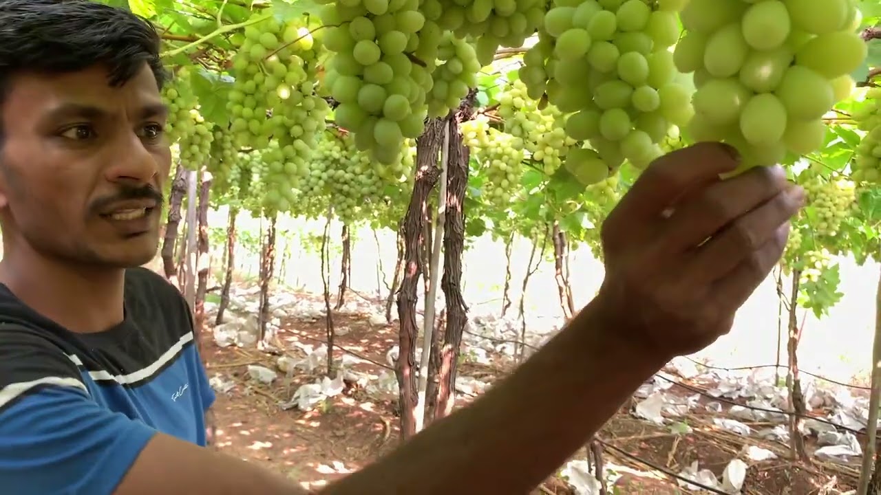 Soil charger tech 🍇तासगावात एका वेलीवर 147 घड😊शुगर18; साईज 22💪हार्वेस्टींग करनारे सेल्फी काढतात😍