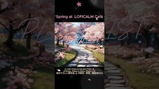 A Calm Sakura Garden Path🌸Study, Sleep &amp; Relax Piano Lofi#桜のやさしい散歩道#作業用・勉強・睡眠用BGM#さくら#ピアノローファイ#벚꽃#봄