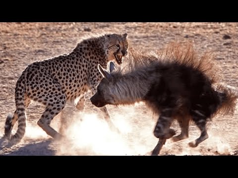 Video: Bir Qələm Ilə Bir Kenquru Necə çəkmək Olar