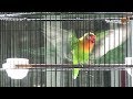 Download INI DIA SUARA INDAH BURUNG LOVEBIRD SAMBIL MENARI-NARI Download Lagu Mp3 Terbaru, Top Chart Indonesia 2018