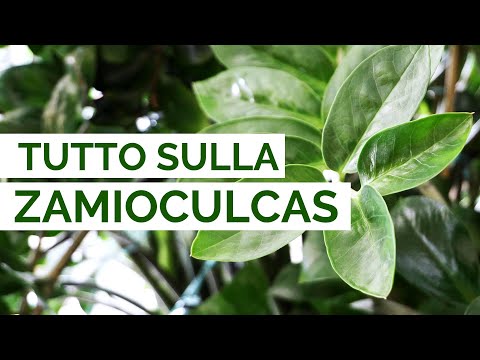 Video: Suggerimenti per la coltivazione e la propagazione delle camelie