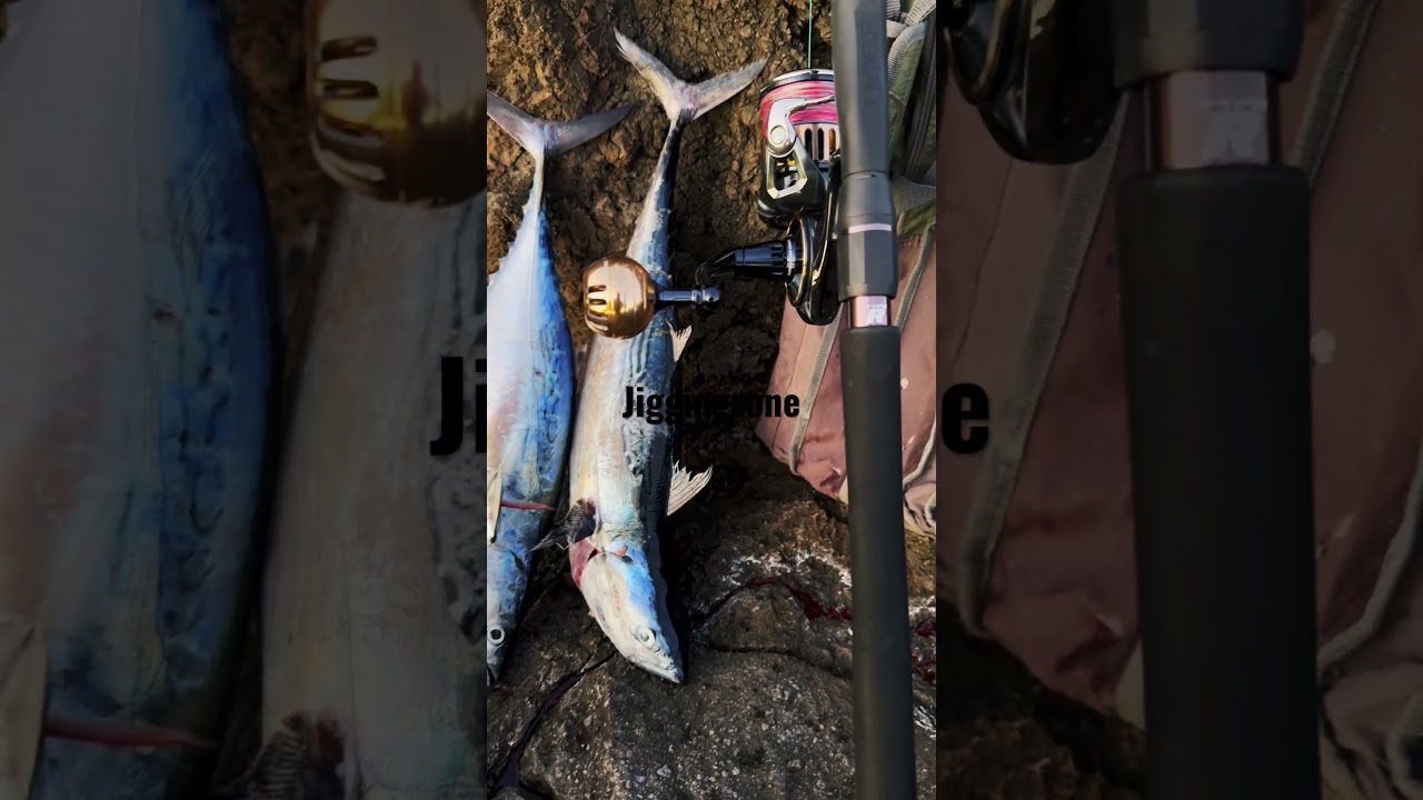 Daiwa Saltiga 2025 1000h x ZENAQ type r #shorejigging. #mancing #albacore #ψάρεμα #fishing
