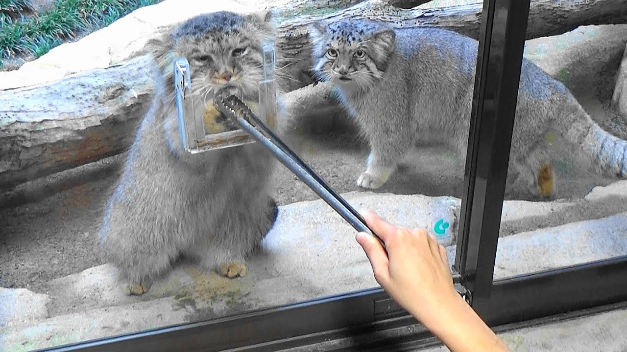 「お肉ちょうだい！」PALLAS'S CAT「マヌルネコ」マヌルネコ夫婦（ボルとポリー）と「おやつ（馬肉）の時間」　2020-9-1撮影