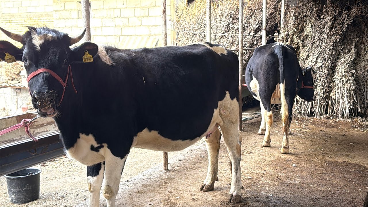 Dehqonlardan Ras porodo bugʻoz gunajinlar 