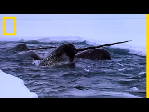 Vidéo: Comment se déplacent les narvals ?