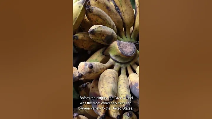 Artificial banana flavoring is from an extinct banana 🍌