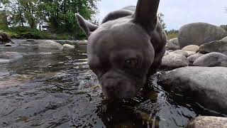 Looking for salmon spawning in Seymour River