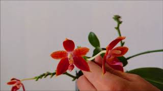 How To Grow a Phalaenopsis Orchid Keiki