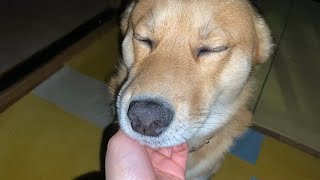 暗闇から現れた犬雑種犬