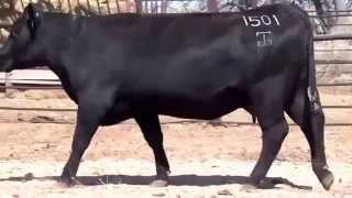 Lot 374, GAR Complete 1501