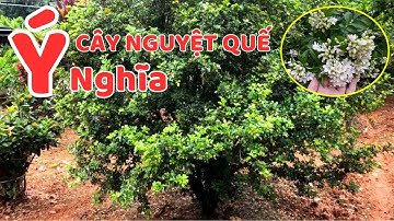 3 Ý NGHĨA CÂY NGUYỆT QUẾ - 3 CÔNG DỤNG HOA NGUYET QUE