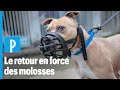 Chiens  le retour en force des molosses