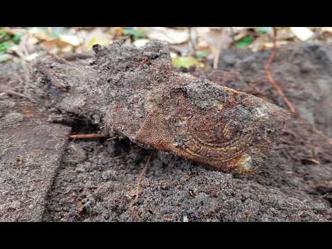 ПРОСТО КУЧА ВОЕННОГО ХЛАМА!!! КОП ПО ВОЙНЕ!!!WW2 METAL DETECTING