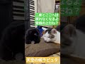 ドーラとパズー