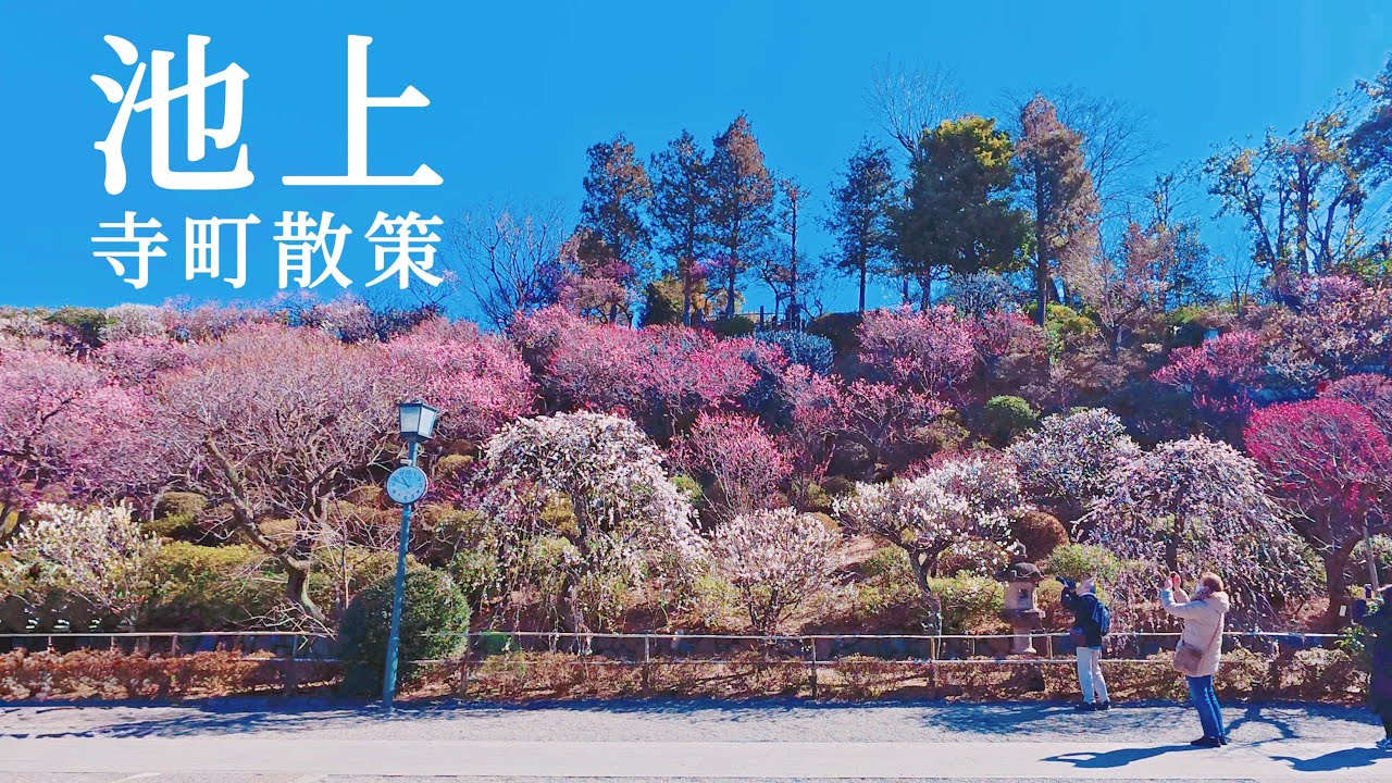 池上｜梅香四溢的門前町｜隱身區民設施的咖啡廳與展望台｜唯一的發酵和菓子 久壽餅｜本門寺｜池上梅園｜東京、日本旅遊、Satori日本生活