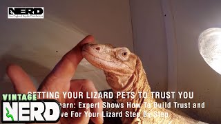 Getting Your Lizard Pets To Trust You