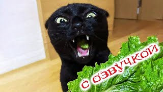 Приколы С Котами! С Озвучкой! Смешные Коты 2023!  Самые Смешные Животные -  Я Ржал До Слез!