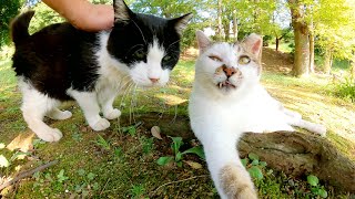 キジシロ猫とハチワレ猫の仲良しコンビが自然豊かな庭園でくつろぐ