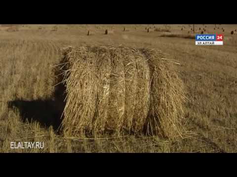 Срок уплаты единого сельскохозяйственного налога Срок уплаты единого сельскохозяйственного налога
