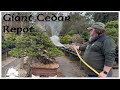 Repotting the giant cedar  greenwood bonsai