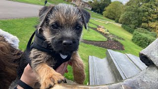 Border Terrier pup plays outside ⛲🐕 #borderterrier #puppy #dog by Gizmo The Border Terrier 🐾🐕 1,461 views 1 year ago 3 minutes, 4 seconds