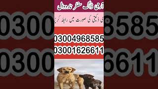 Army dog center naorwal khoji dog in narowal