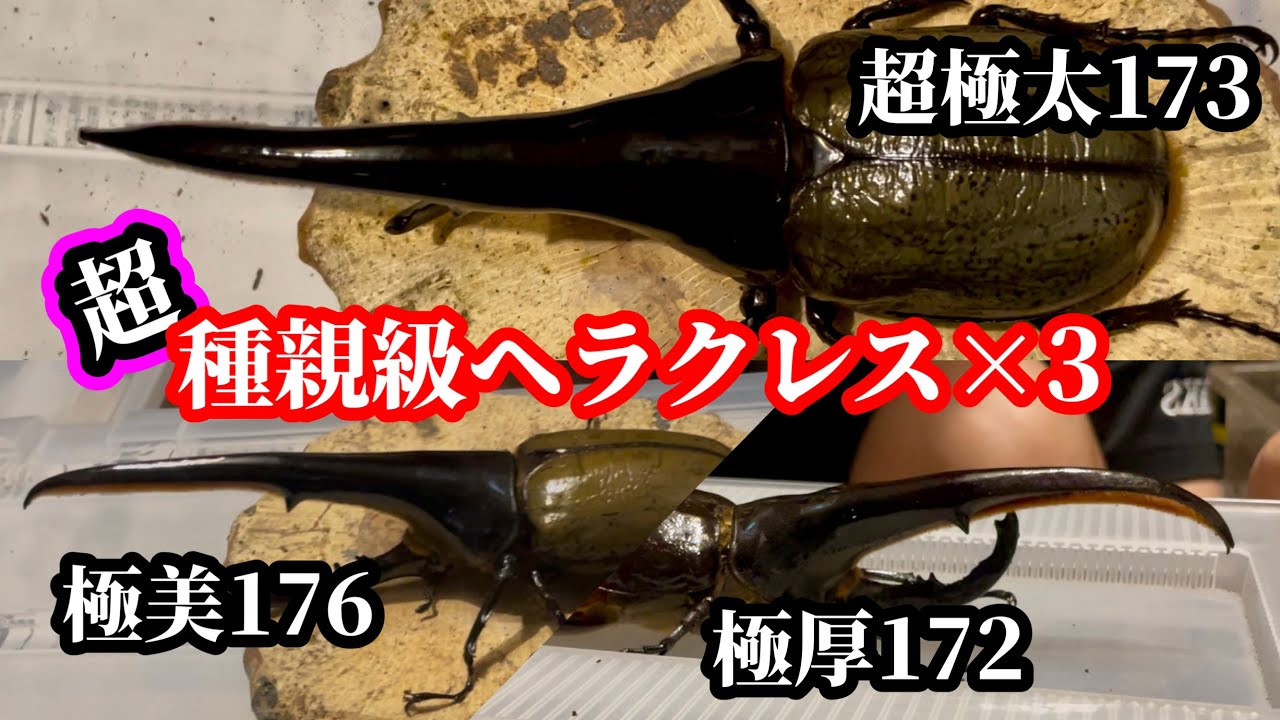 Apparently, one of these Hercules beetles won't be chosen for