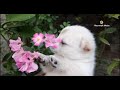 Cutest Puppy and Pussycat &#39;s bonding of love -fight | Dog and Cat Video