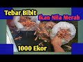 Cara aman tebar bibit ikan nila merah 1000 ekor