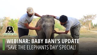 Webinar: Baby Bani's Update! by Wildlife SOS 4,735 views 1 month ago 53 minutes