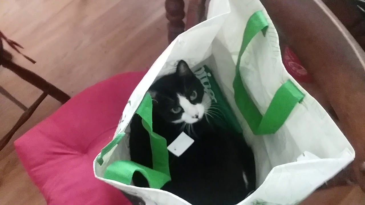 Cat is in the bag. YouTube