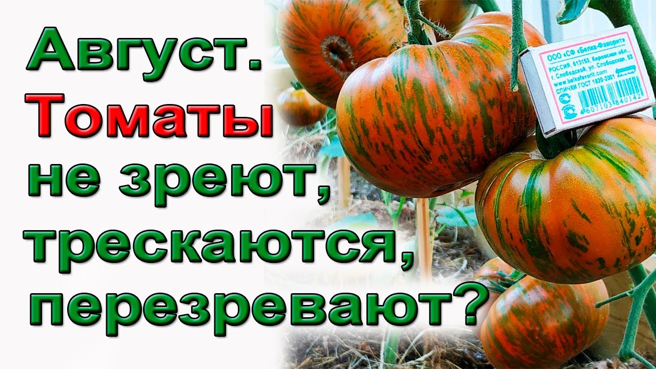 Как ускорить созревание томатов или остановить перезревание, треск Сад Виктора Шадрина