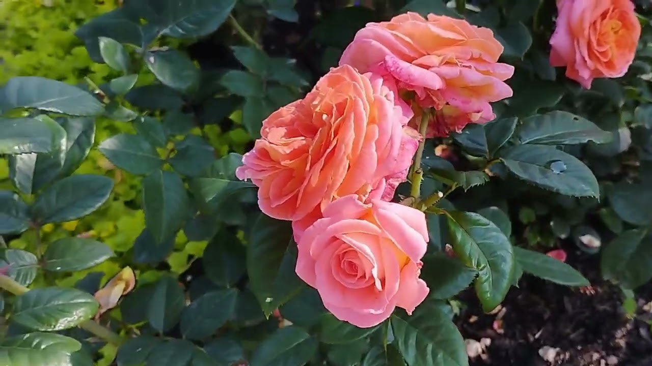 Розы Mamie Dittiere и Easy Does It. Сезон 2025. Регион Южный Урал. 